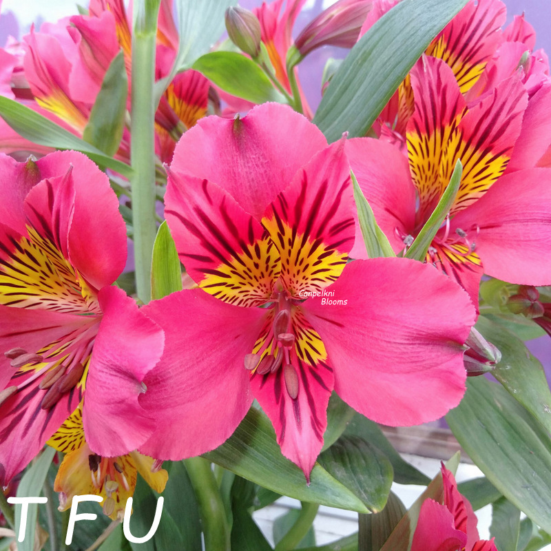 Alstroemeria Tall Fluoro Uni