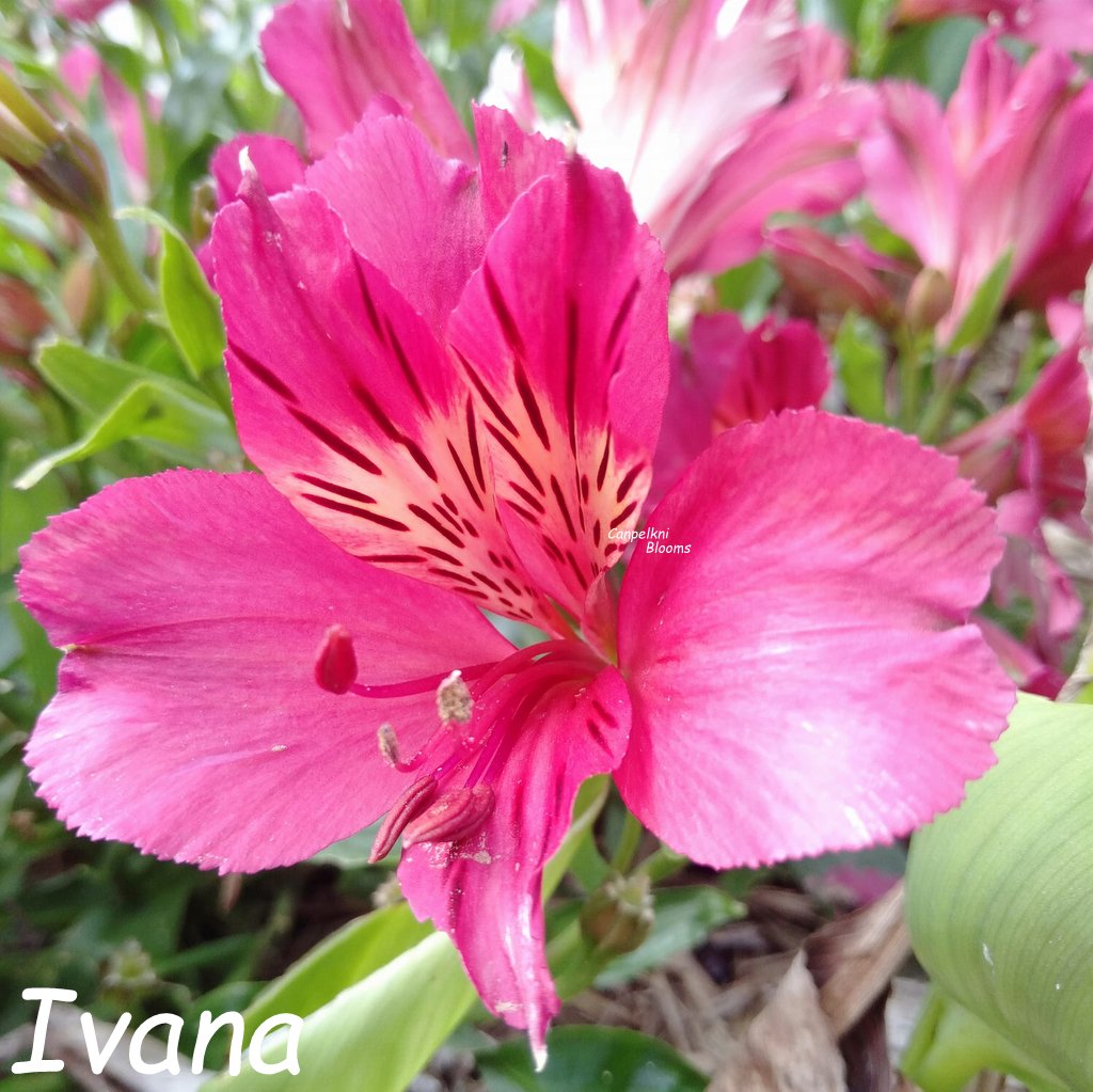 Alstroemeria Ivana