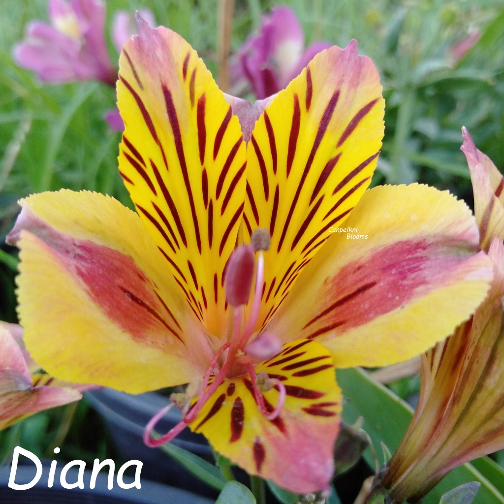 Alstroemeria Diana