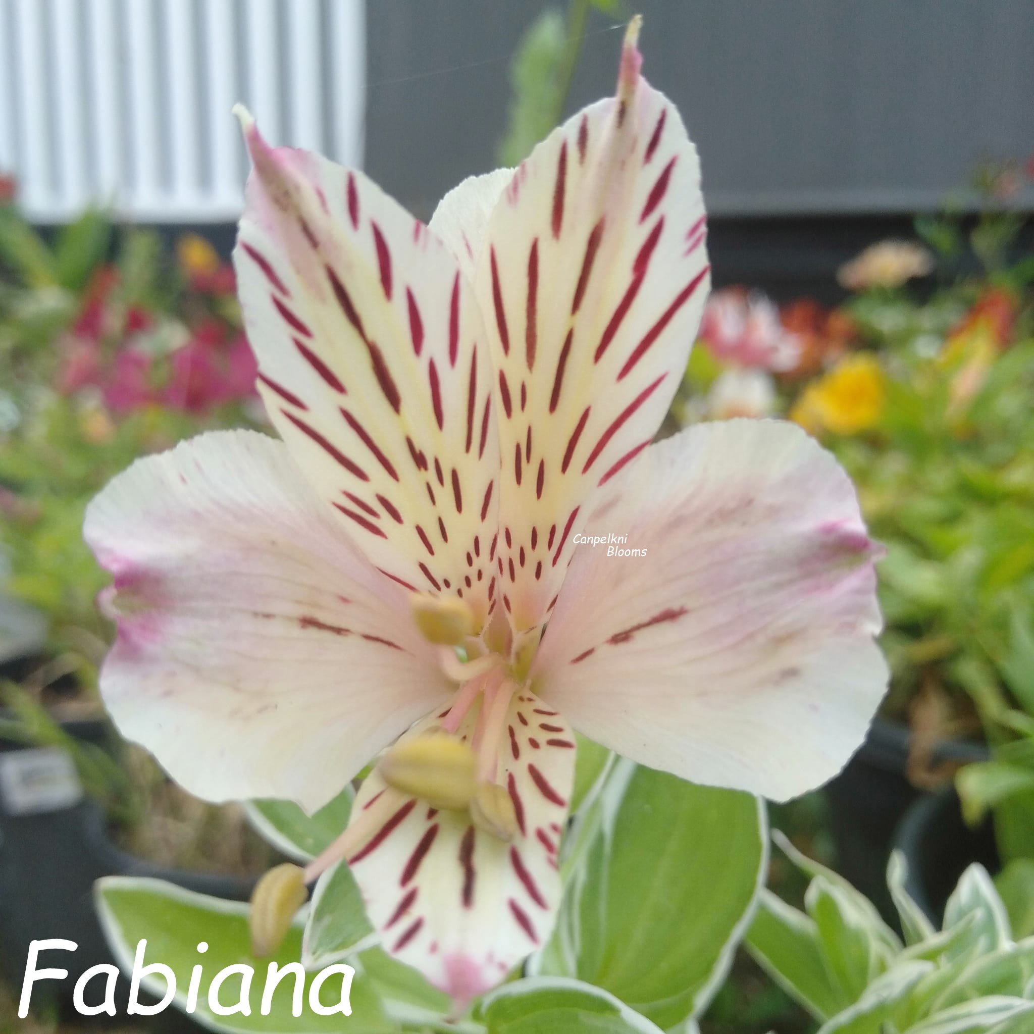 Alstroemeria Fabiana