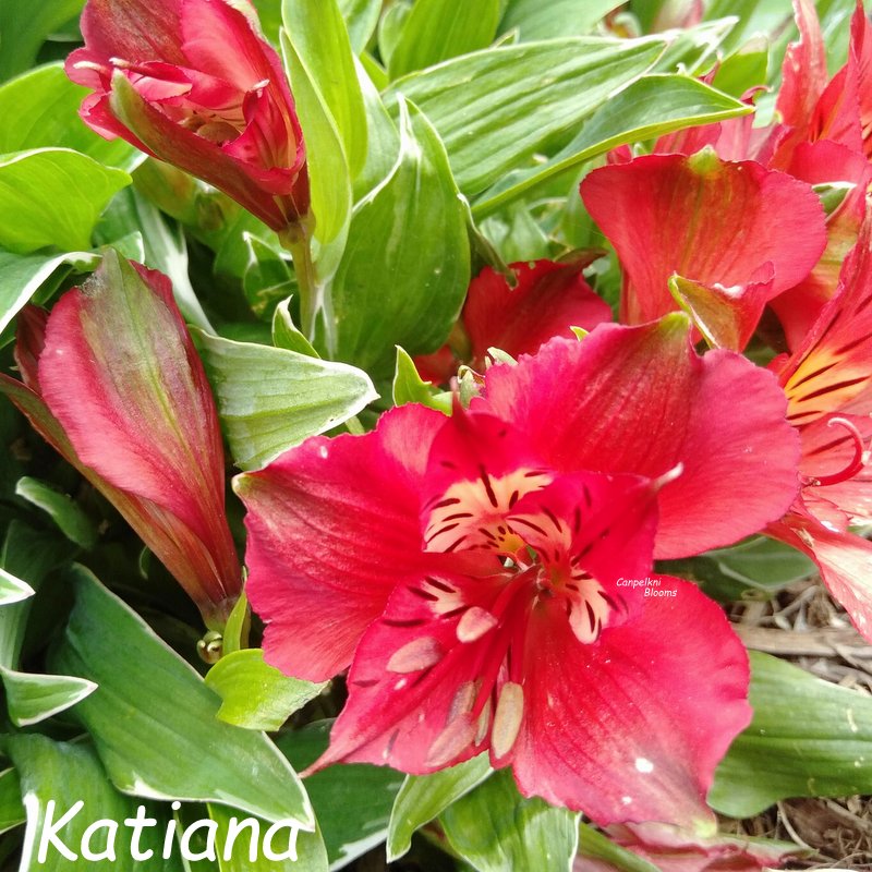 Alstroemeria Katiana