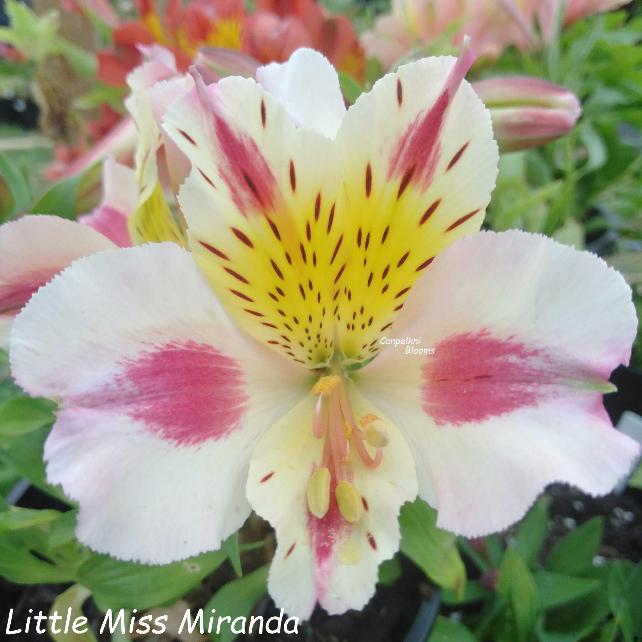 Alstroemeria Little Miss Miranda