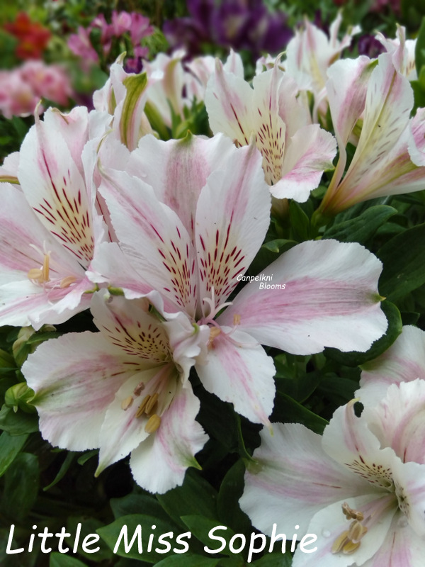 Alstroemeria Little Miss Sophie