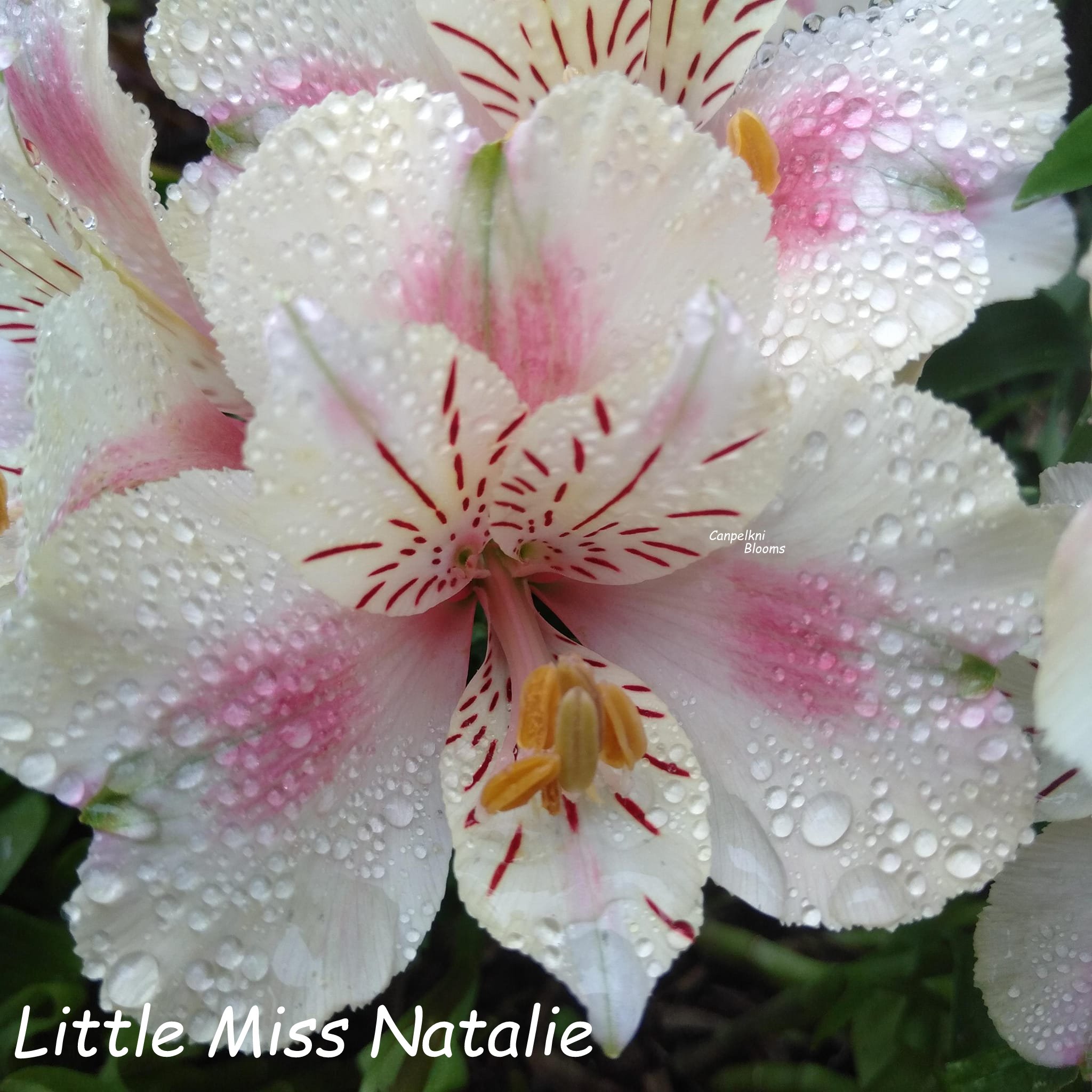 Alstroemeria Little Miss Natalie