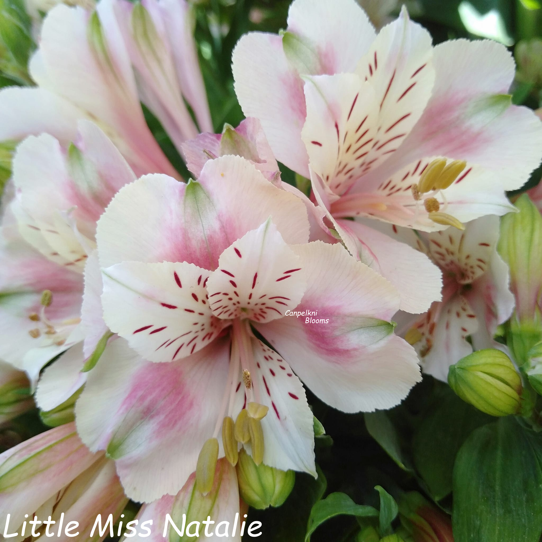 Alstroemeria Little Miss Natalie