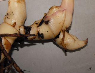 canna garden bulbs are rhizomes