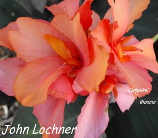 Canna plants John Lochner