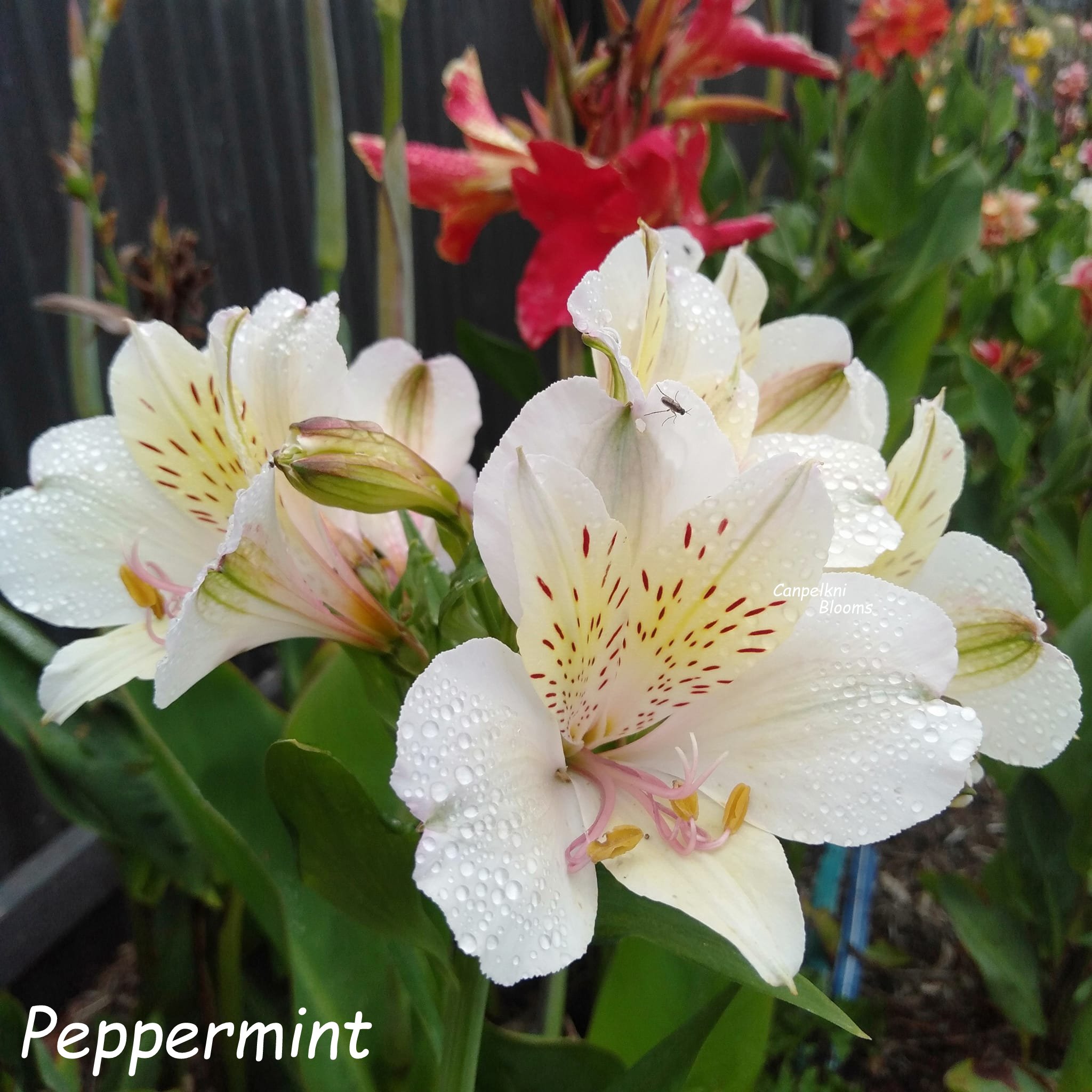 Alstroemeria Peppermint