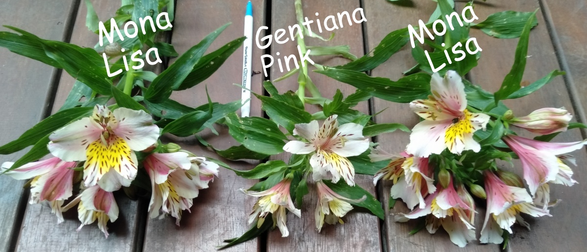 Alstroemeria Mona Lisa and Gentiana Pink