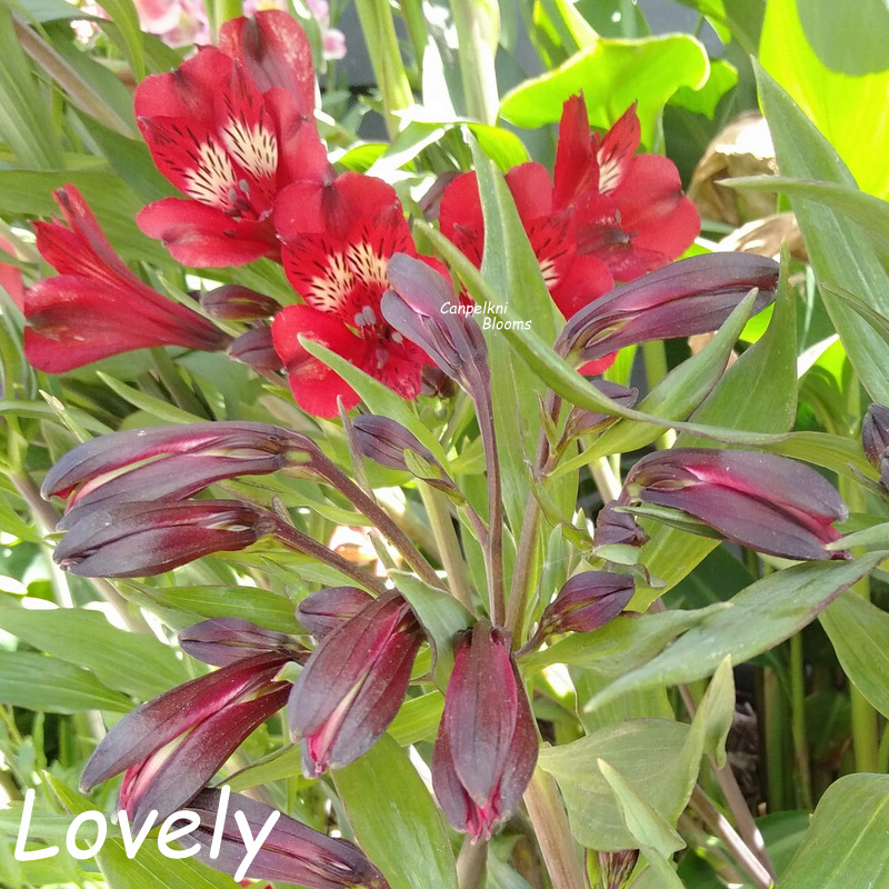 Alstroemeria Lovely