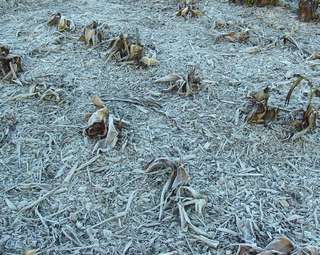 canna plants with leaves hit by frost