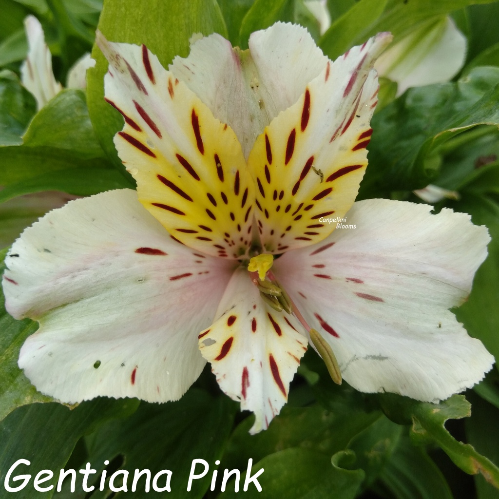 Alstroemeria Gentiana Pink