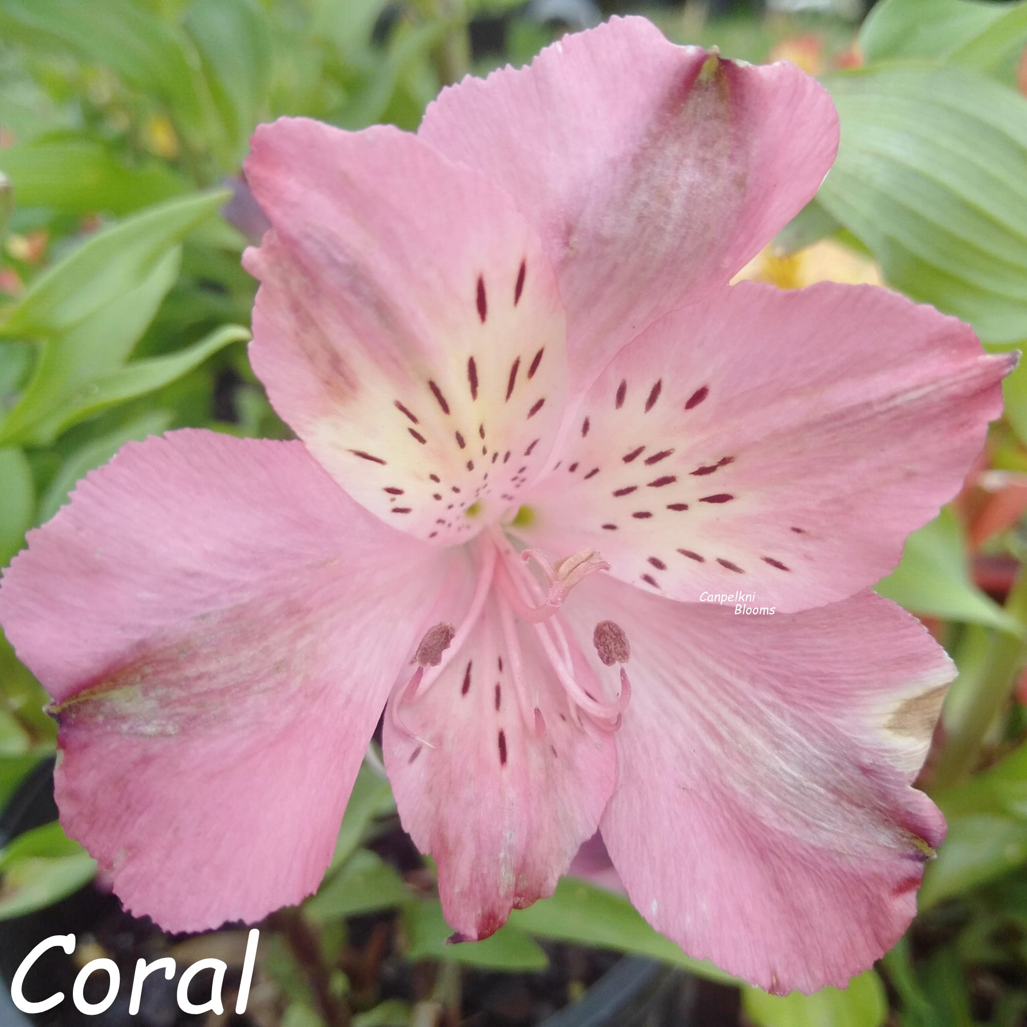 Alstroemeria Coral