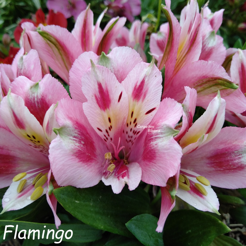 Alstroemeria Flamingo