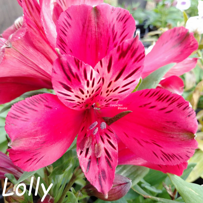 Alstroemeria Lolly