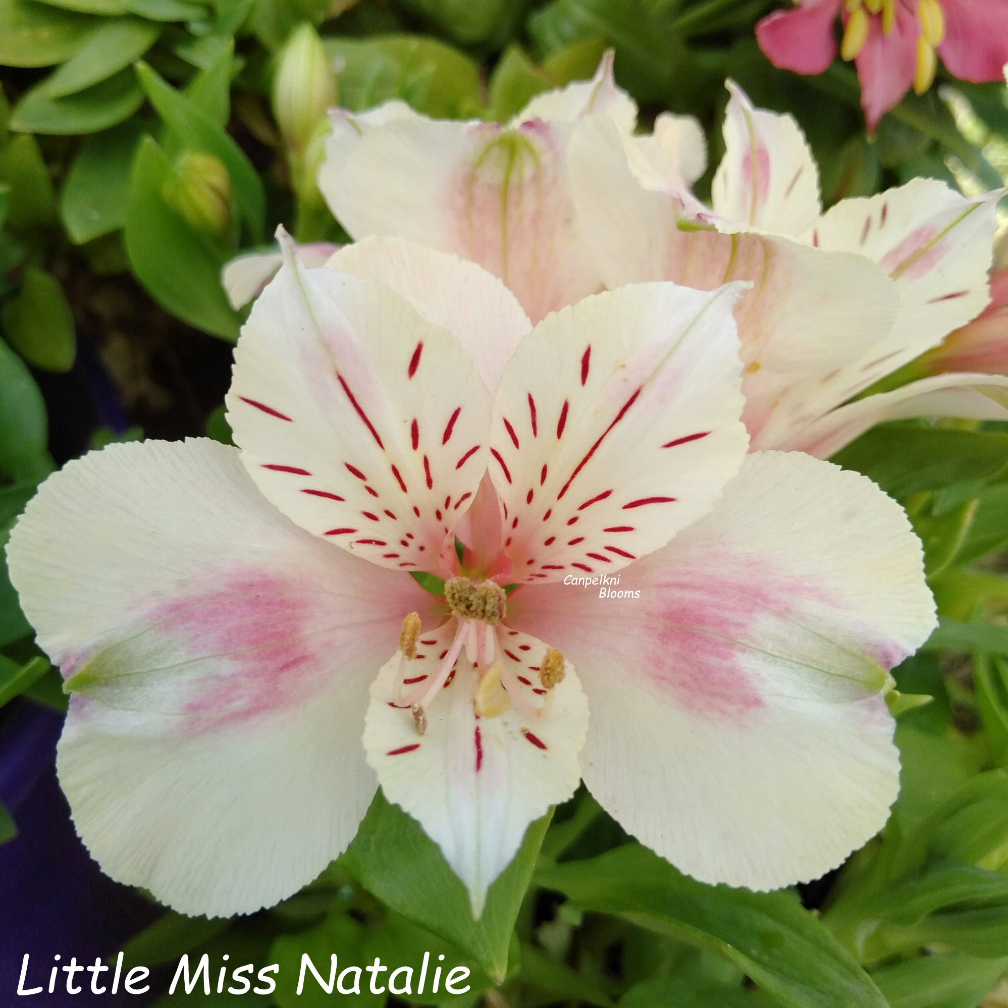 Alstroemeria Little Miss Natalie