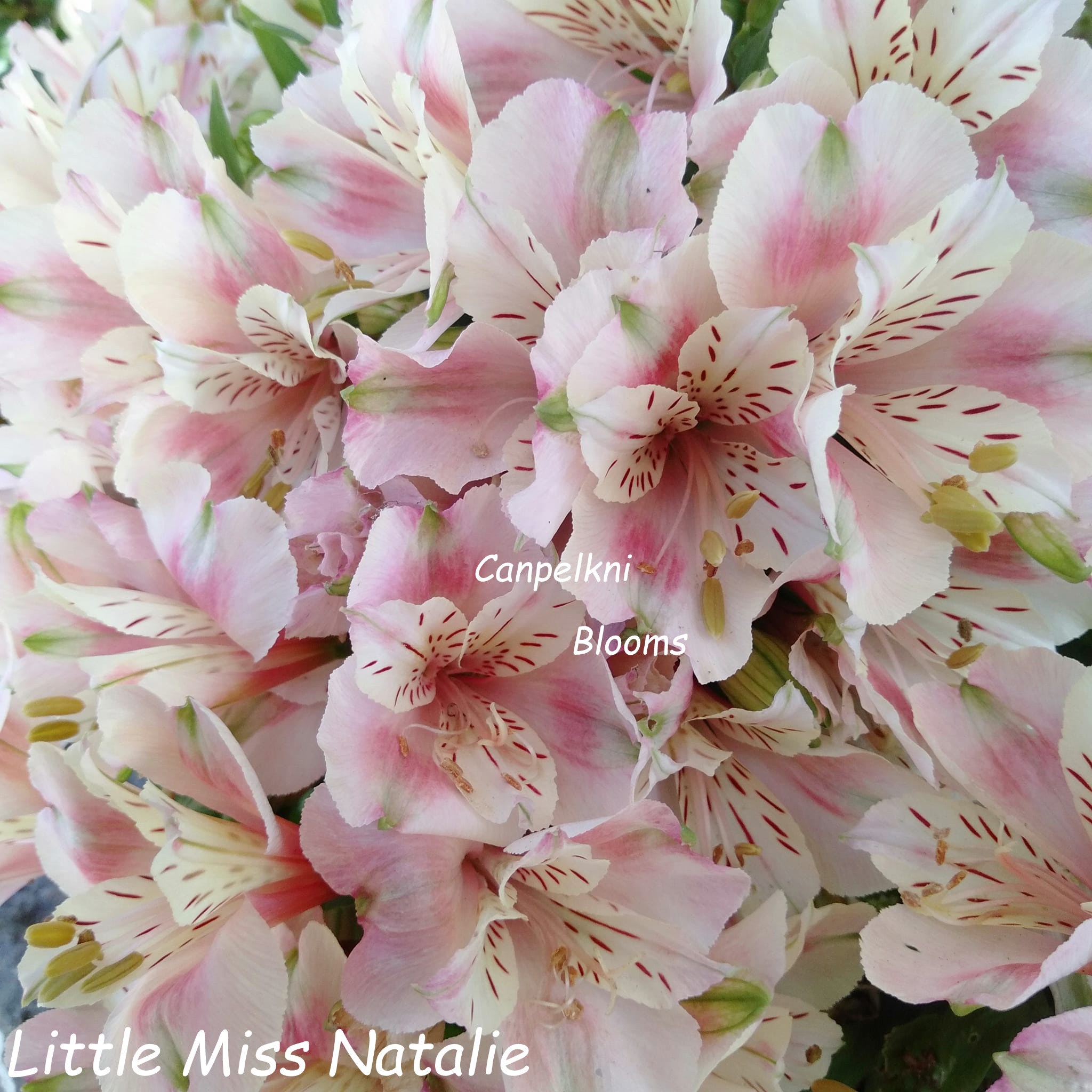 Alstroemeria Little Miss Natalie