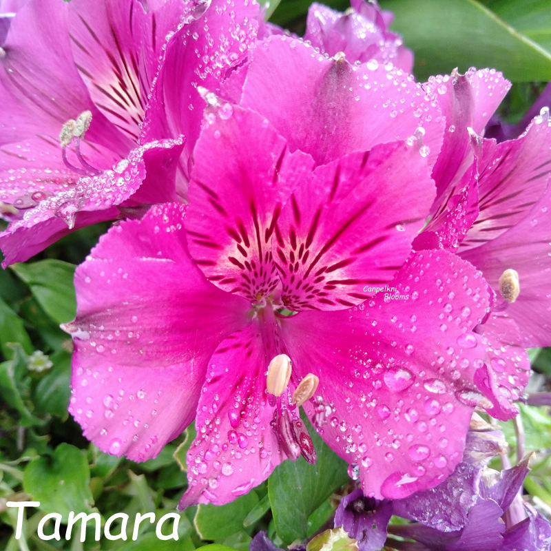 Alstroemeria Tamara