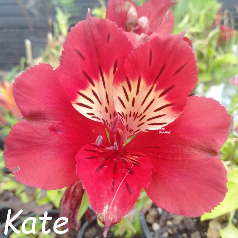 Alstroemeria Kate