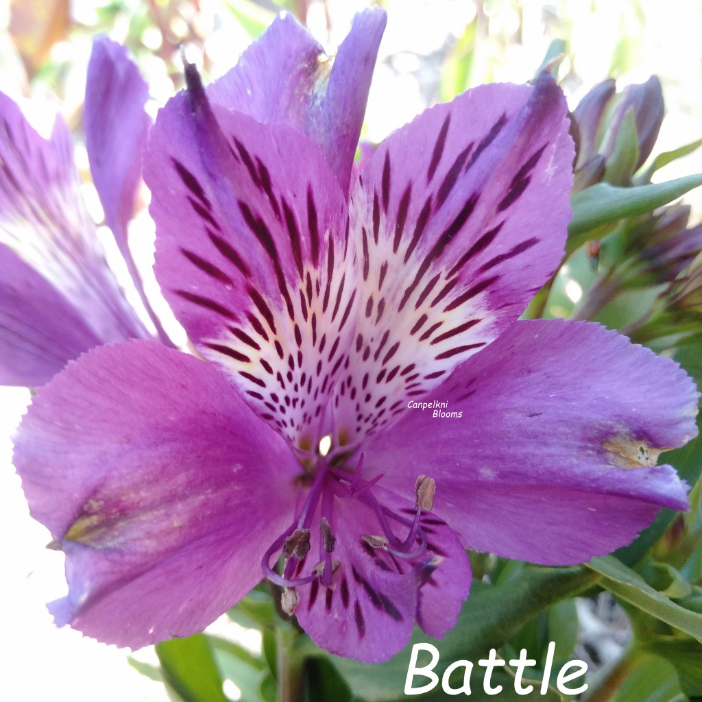 Alstroemeria Battle