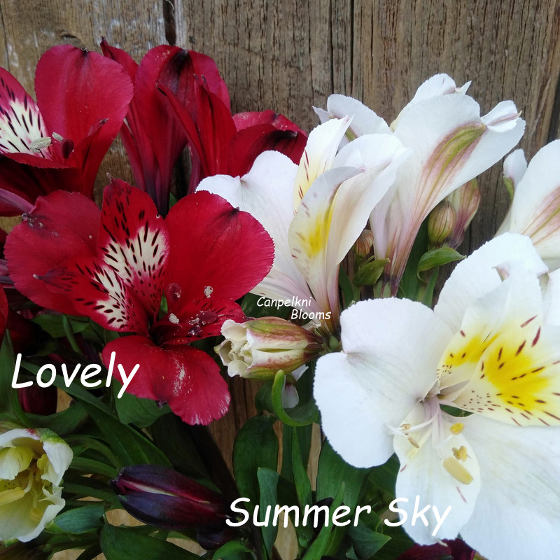 Alstroemeria Lovely and Summer Sky