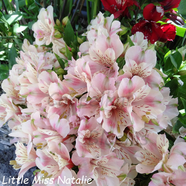 Alstroemeria Little Miss Natalie