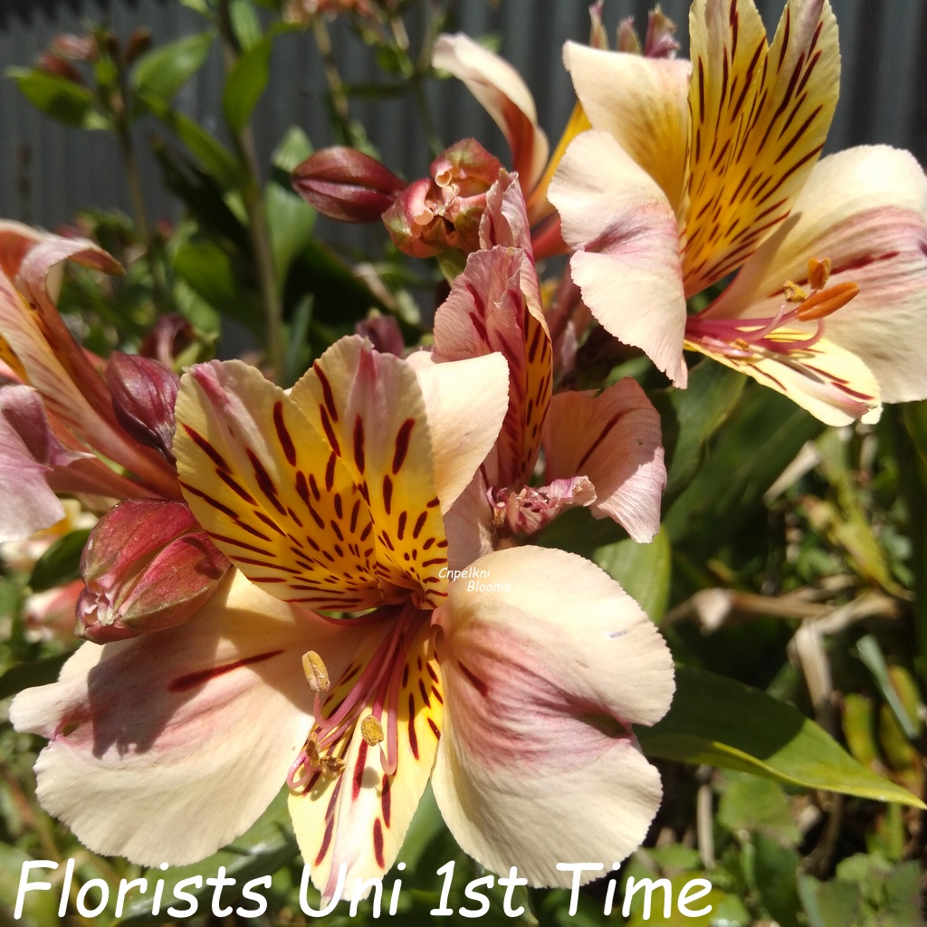 Alstroemeria Florists Uni 1st Time