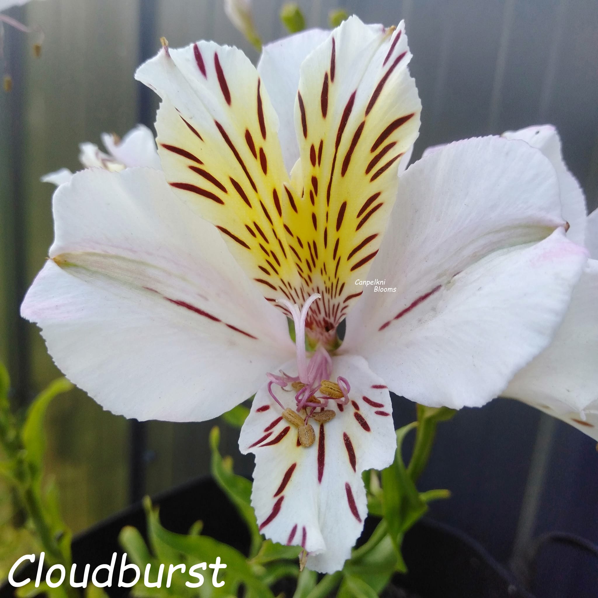 Alstroemeria Cloudburst