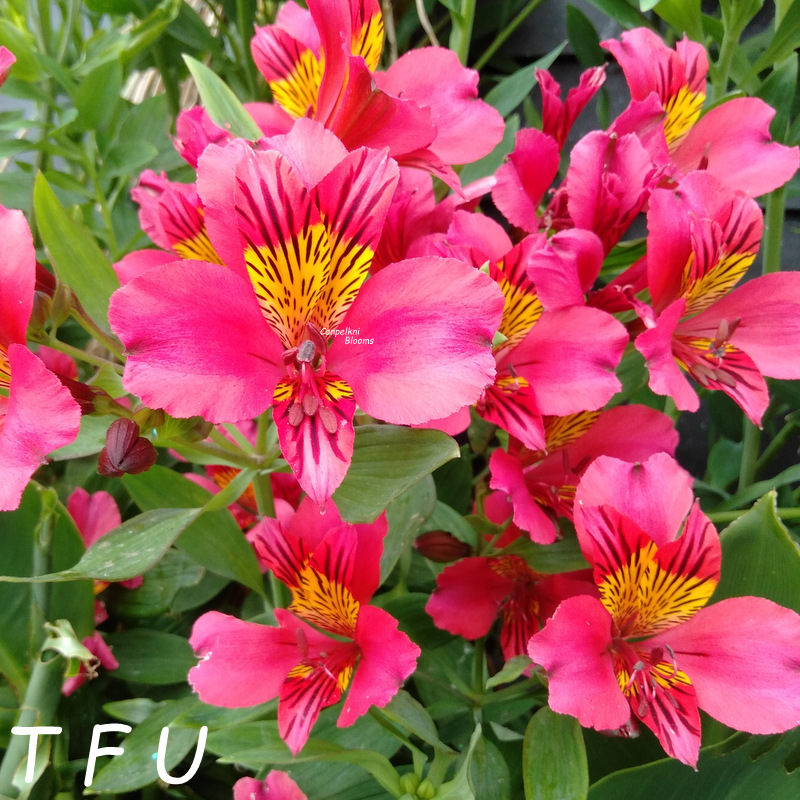 Alstroemeria Tall Fluoro Uni