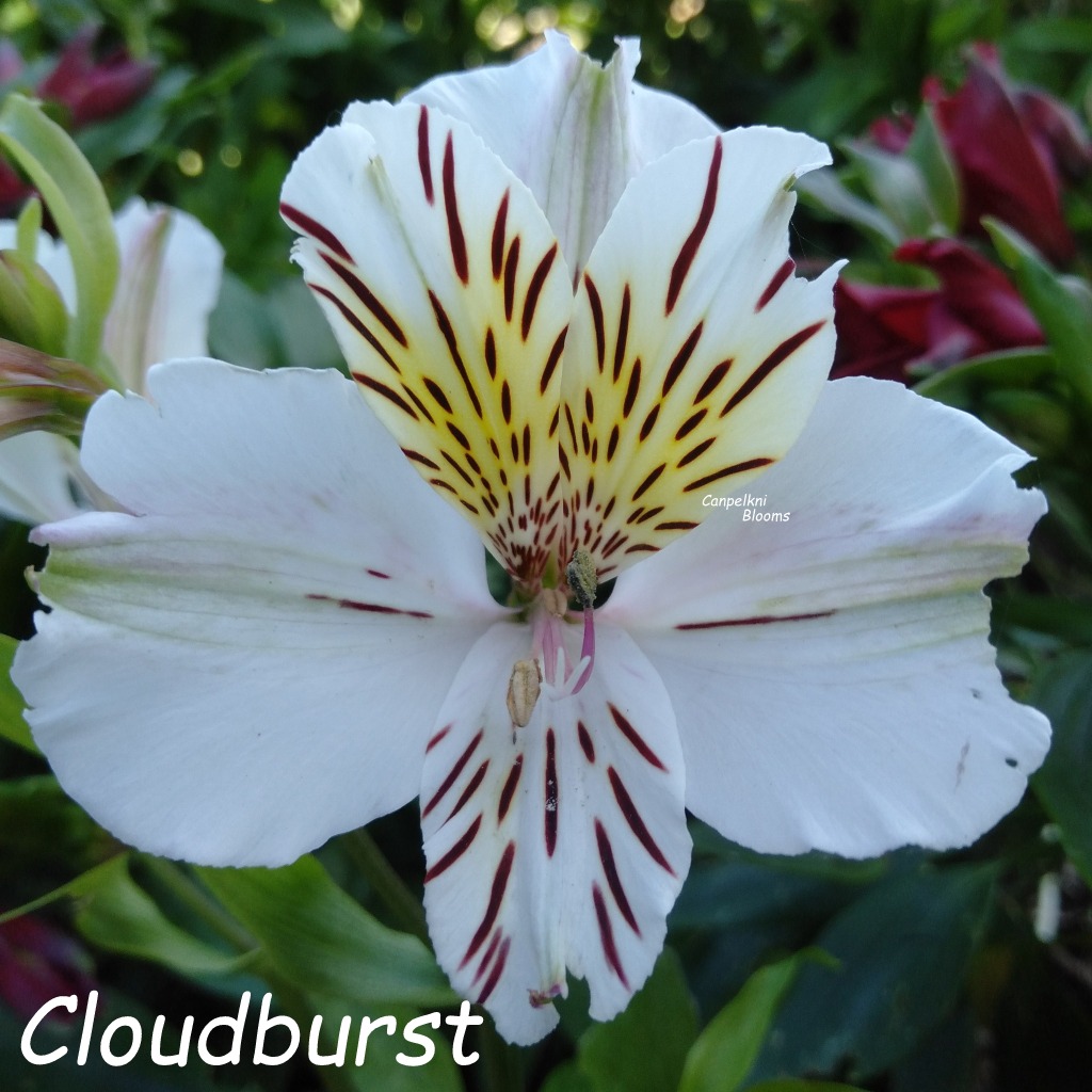 Alstroemeria Cloudburst