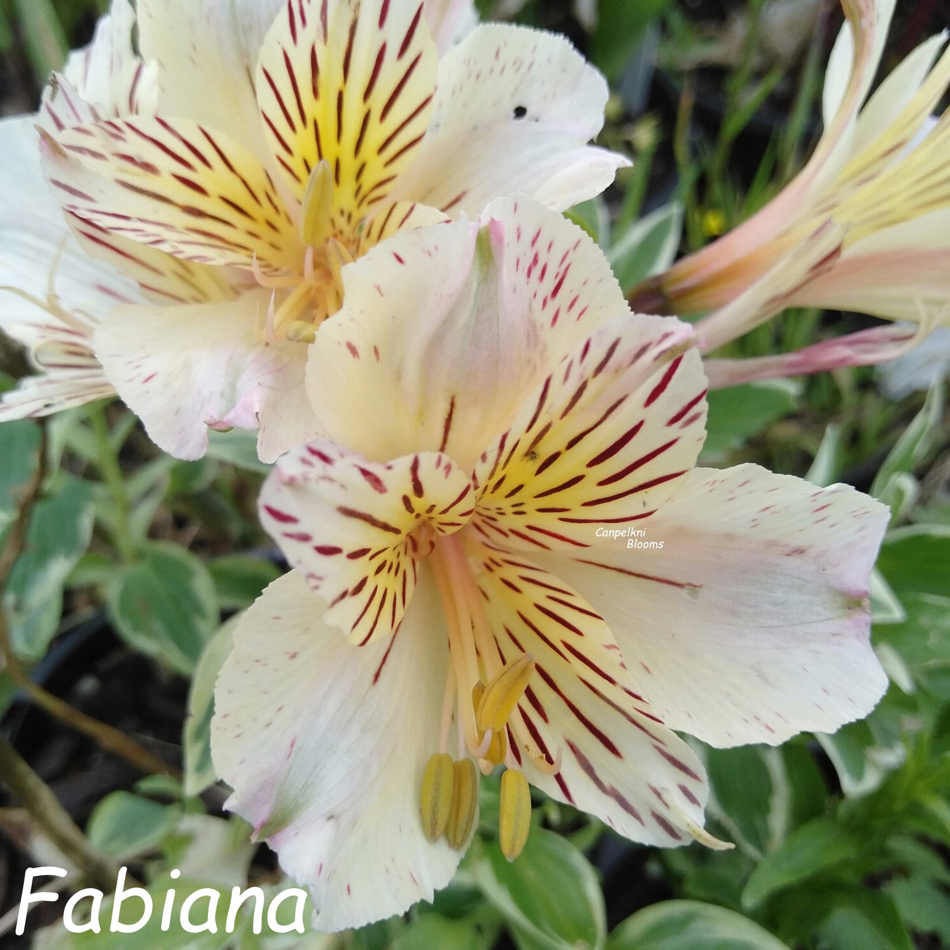 Alstroemeria Fabiana