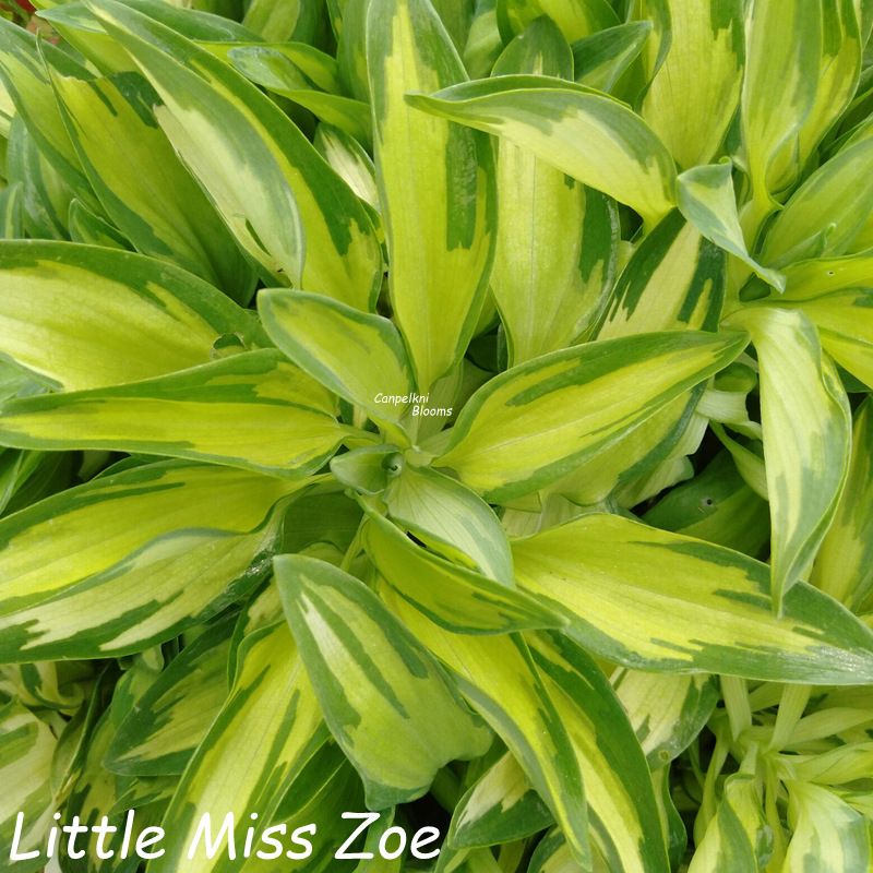 Alstroemeria Little Miss Zoe