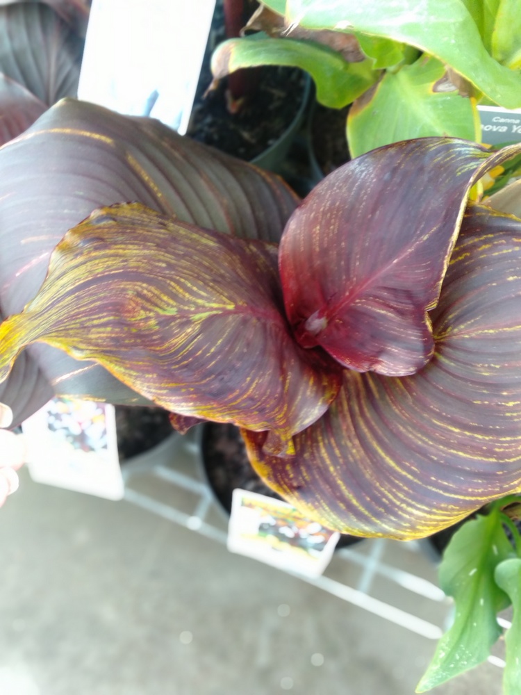 Potted Virused Cannas