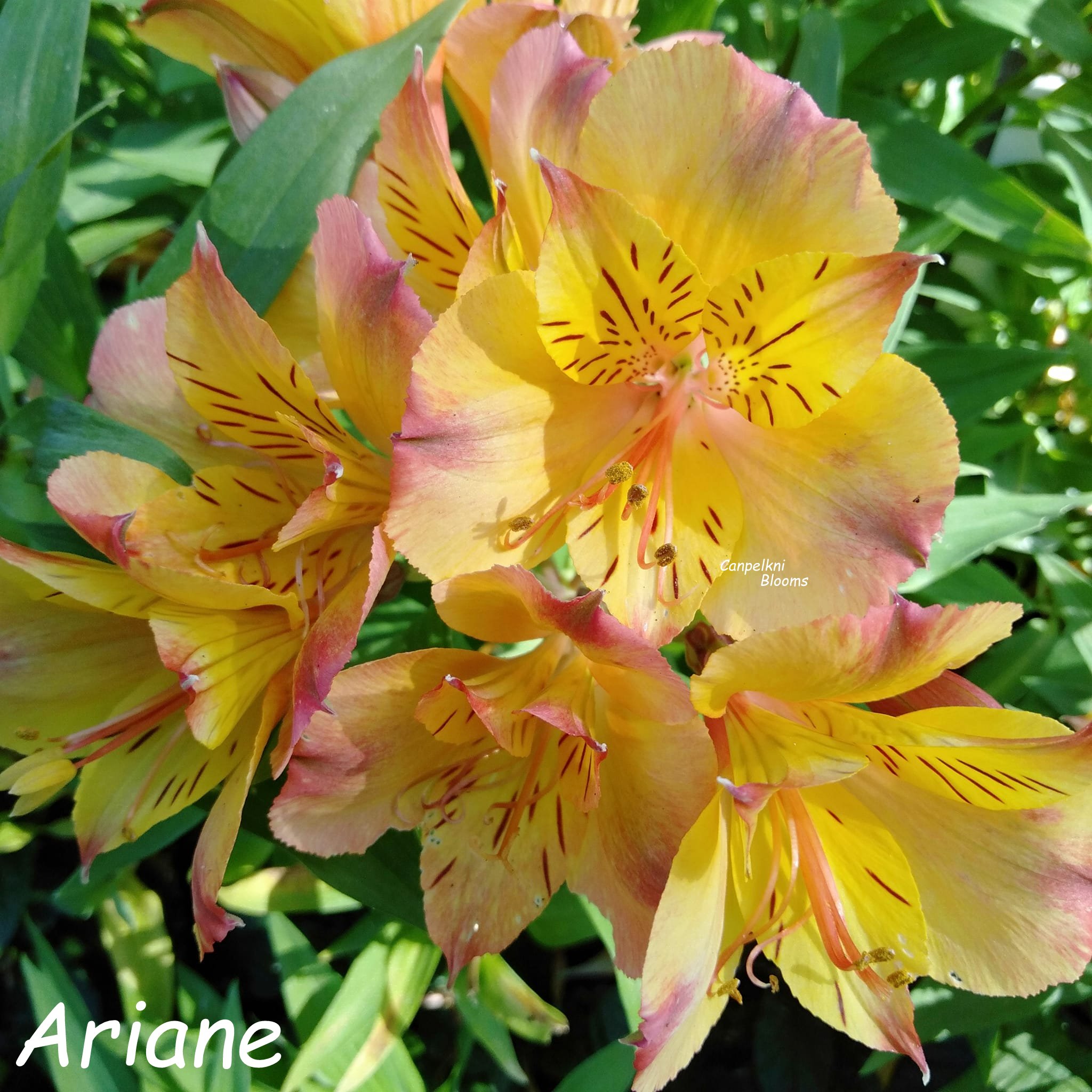 Alstroemeria Ariane