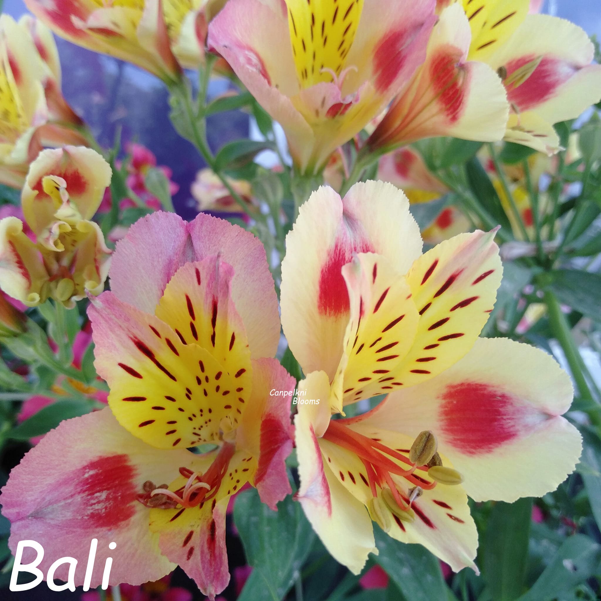 Alstroemeria Bali flushed pink