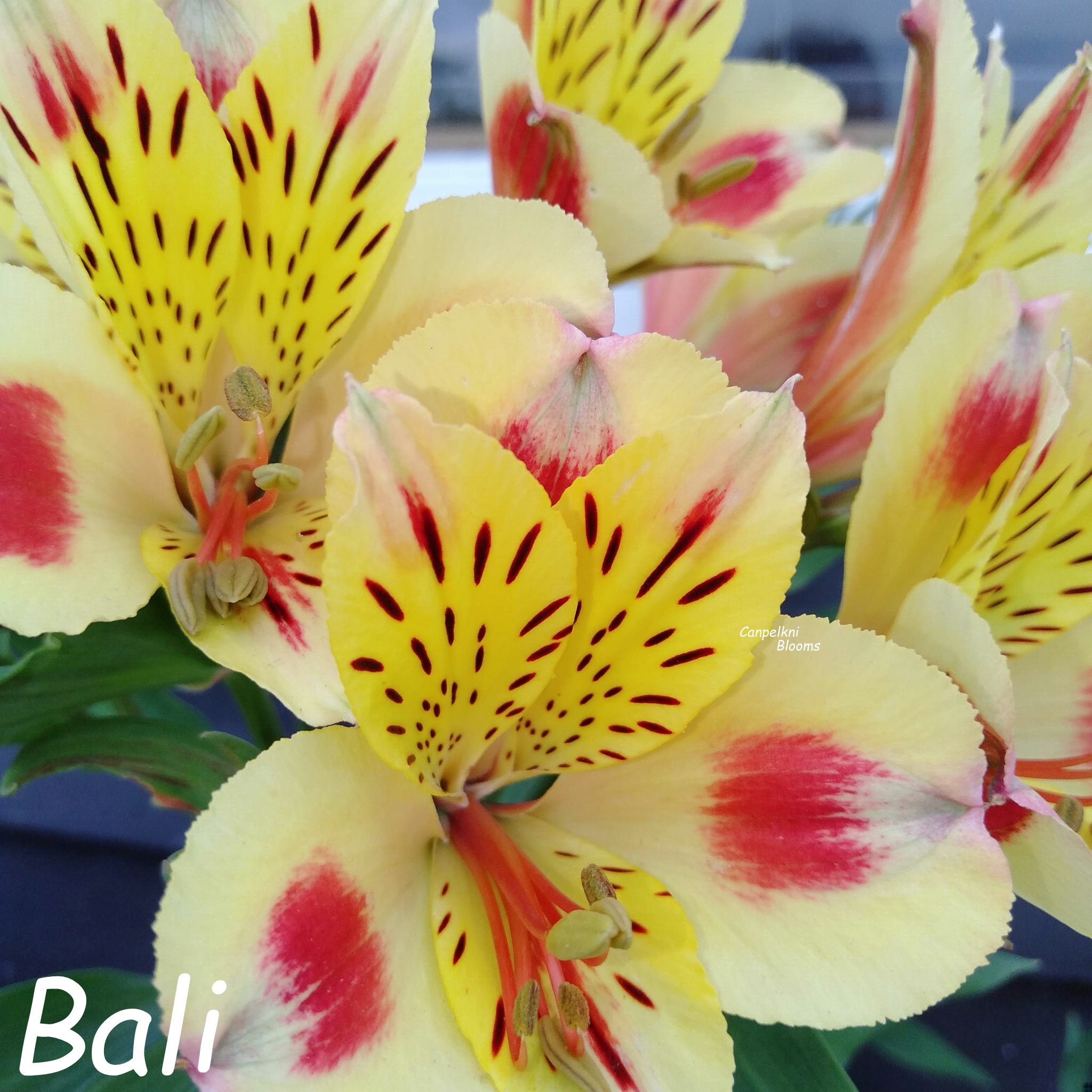 Alstroemeria Bali