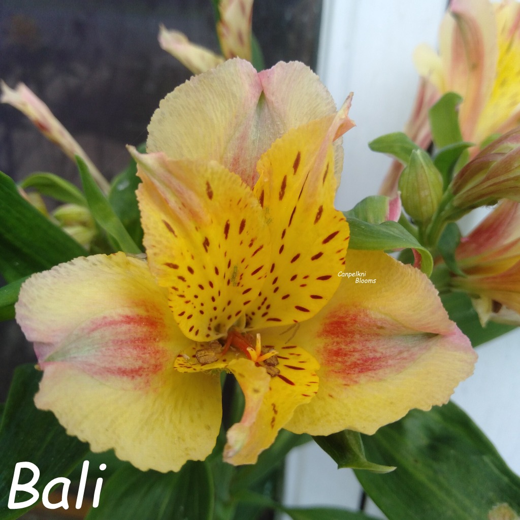 Alstroemeria Bali winter flowers