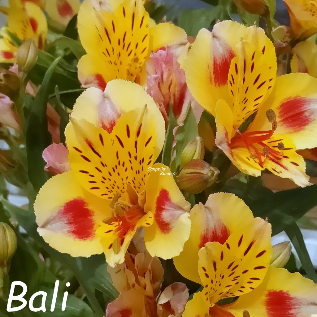 Alstroemeria Bali deep yellow