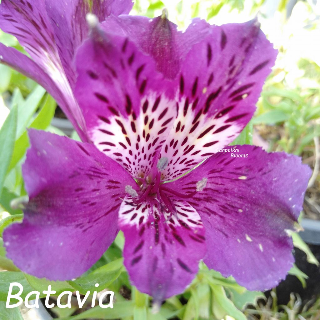 Alstroemeria Batavia