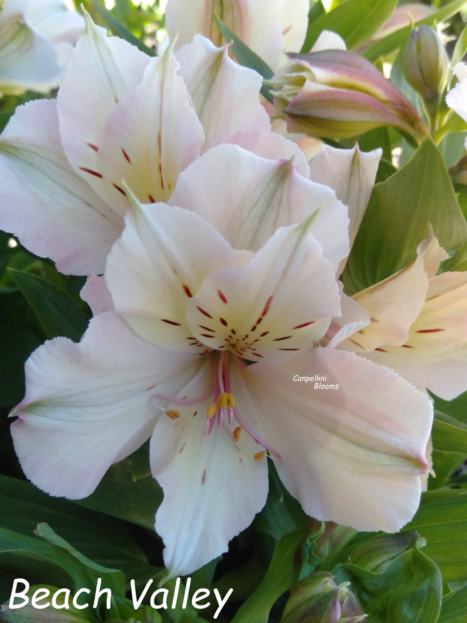 Alstroemeria Beach Valley