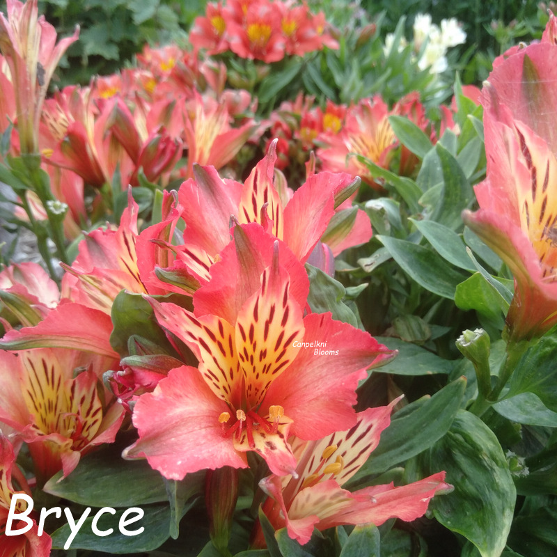 Alstroemeria Bryce