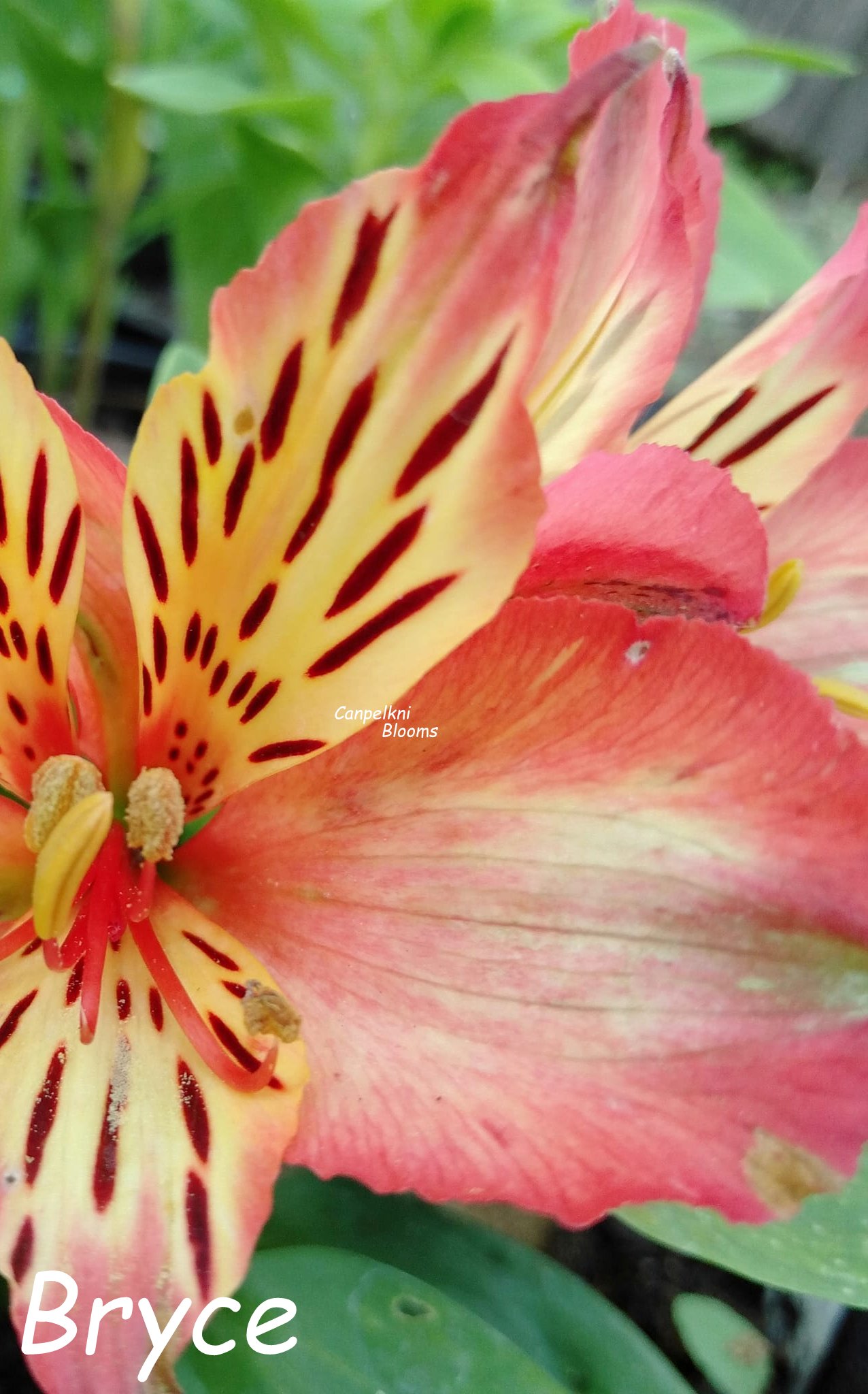 Alstroemeria Bryce