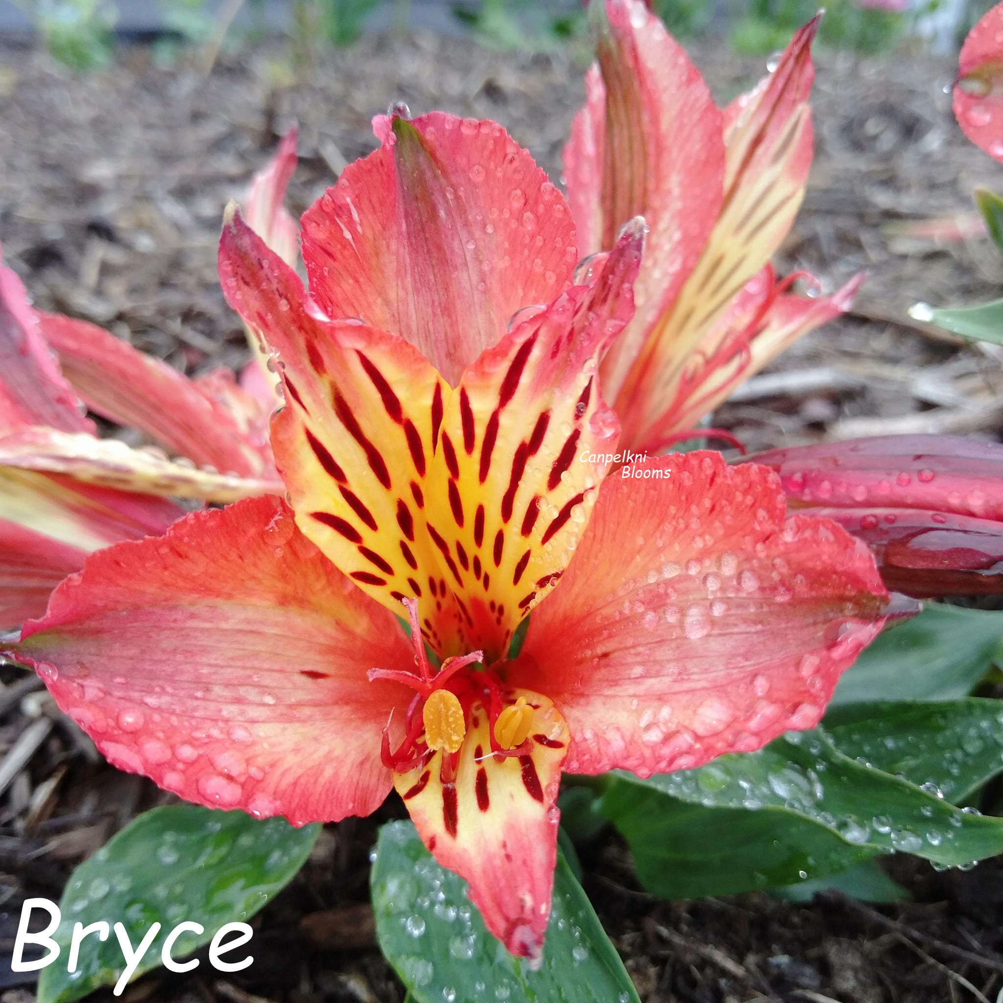 Alstroemeria Bryce