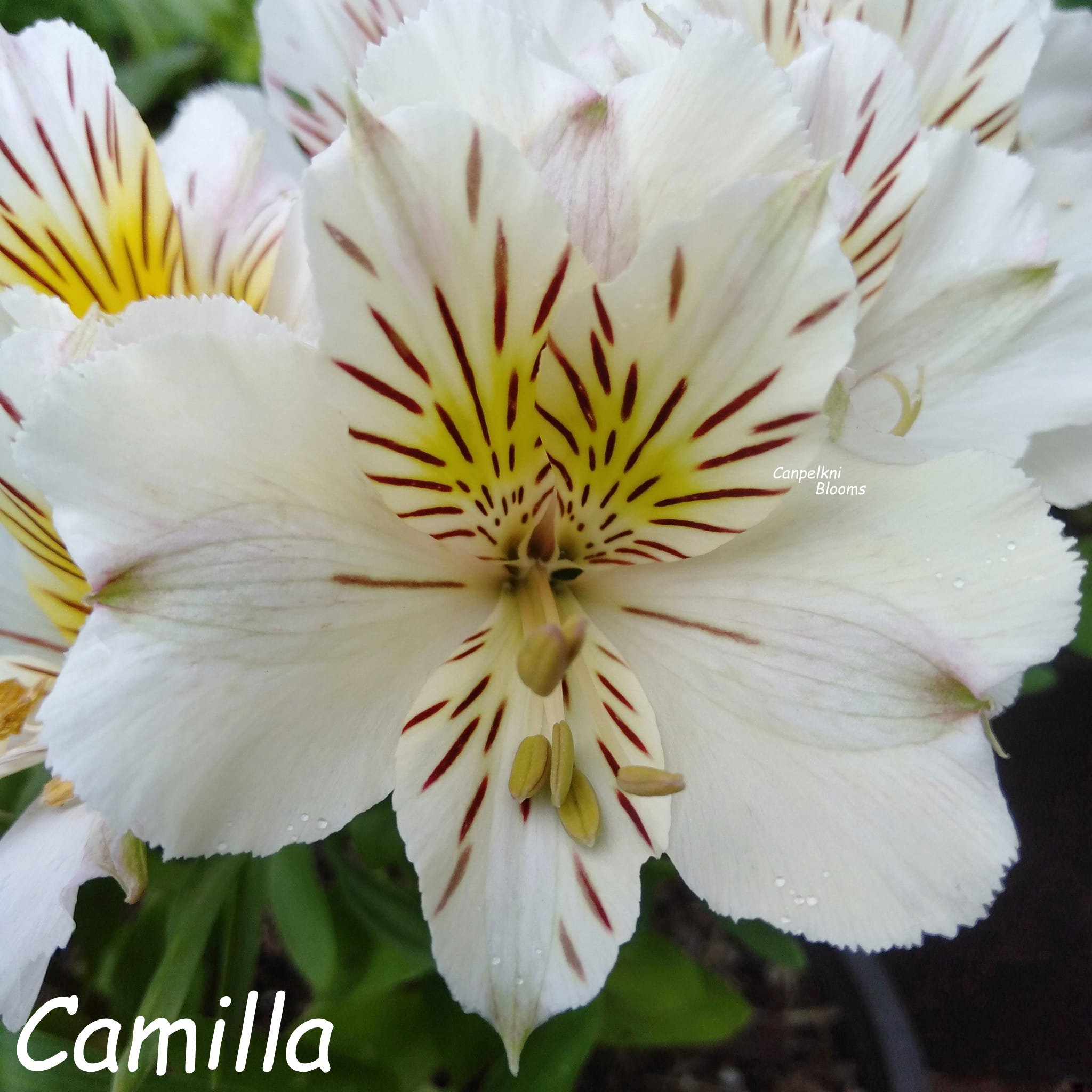 Alstroemeria Camilla