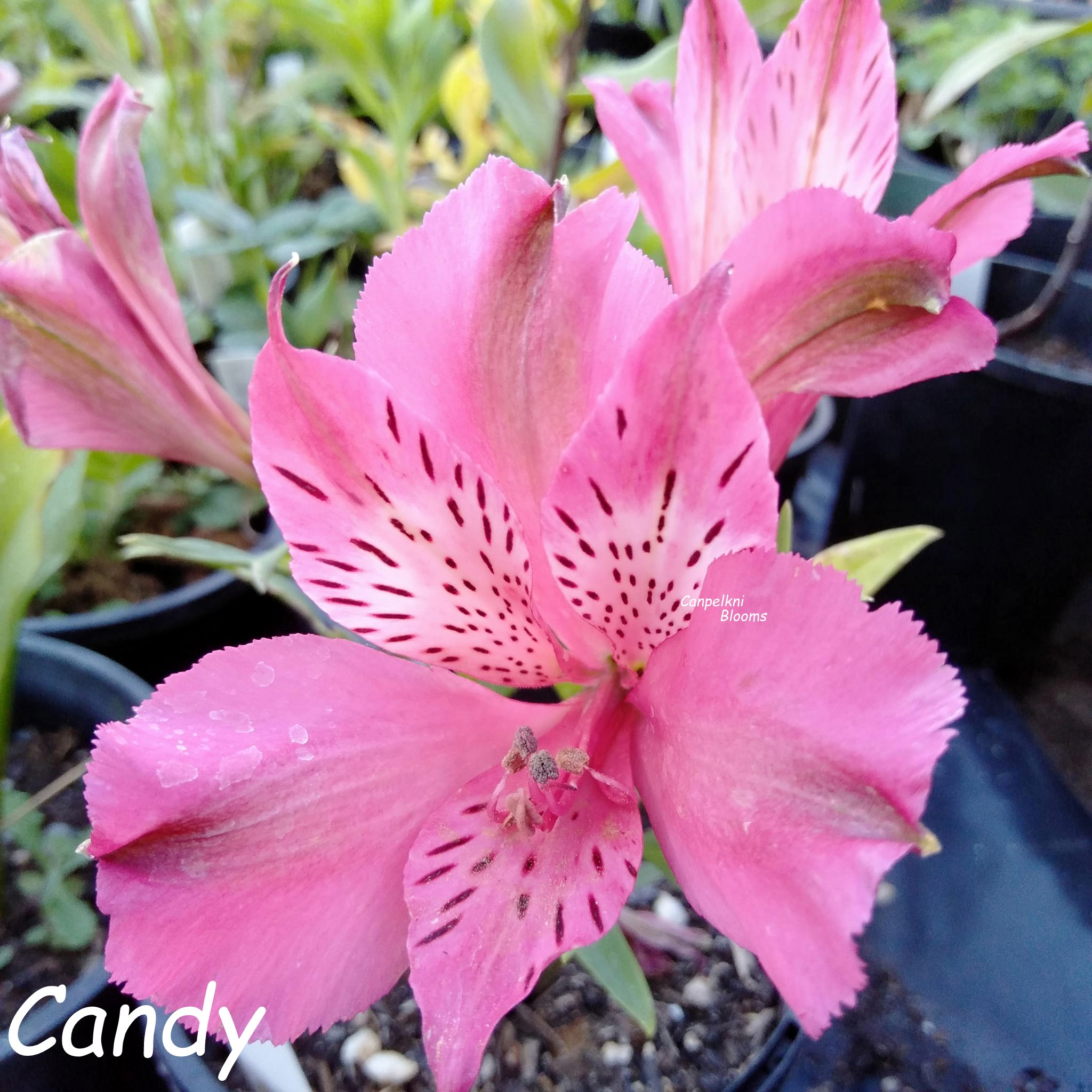 Alstroemeria Candy