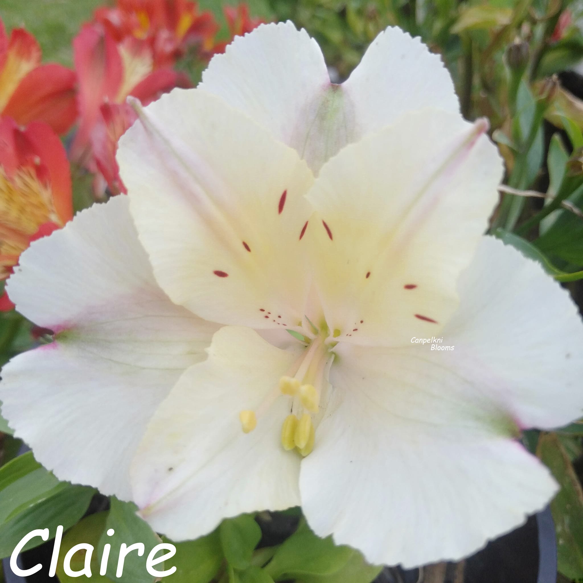 Alstroemeria Claire