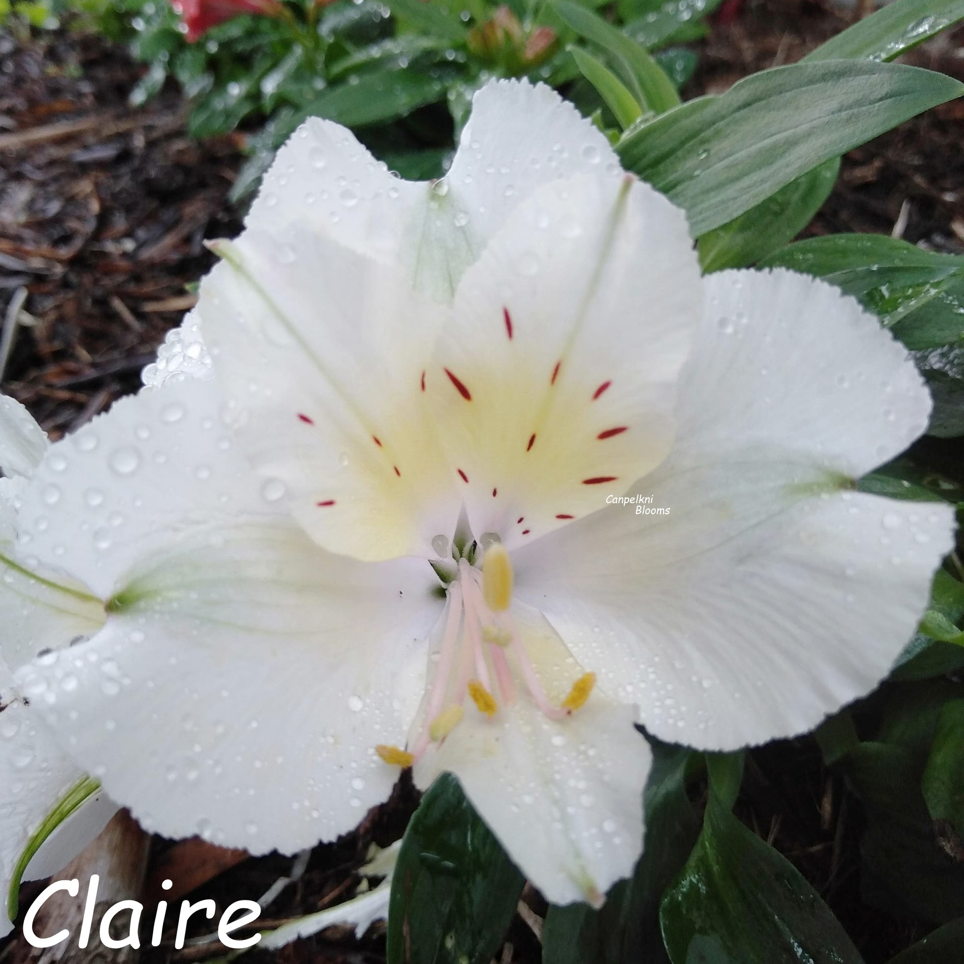 Alstroemeria Claire