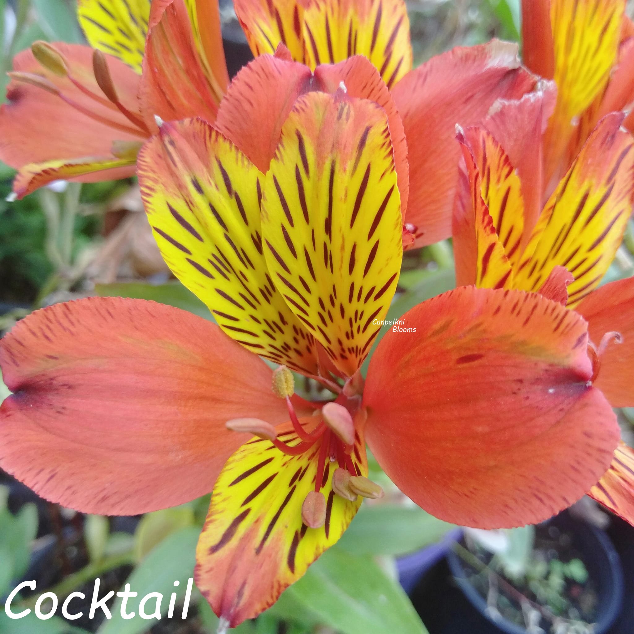 Alstroemeria Cocktail