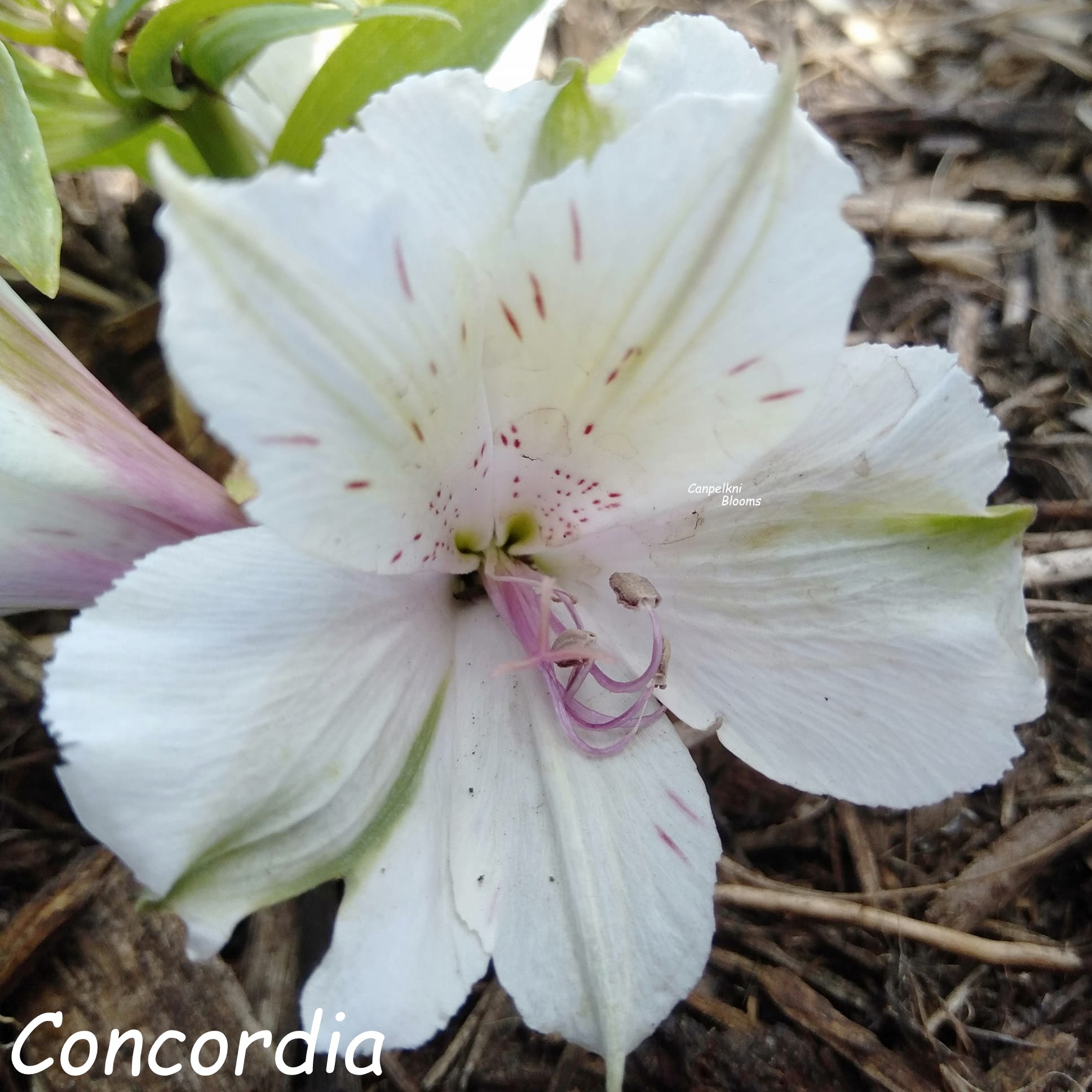 Alstroemeria Concordia