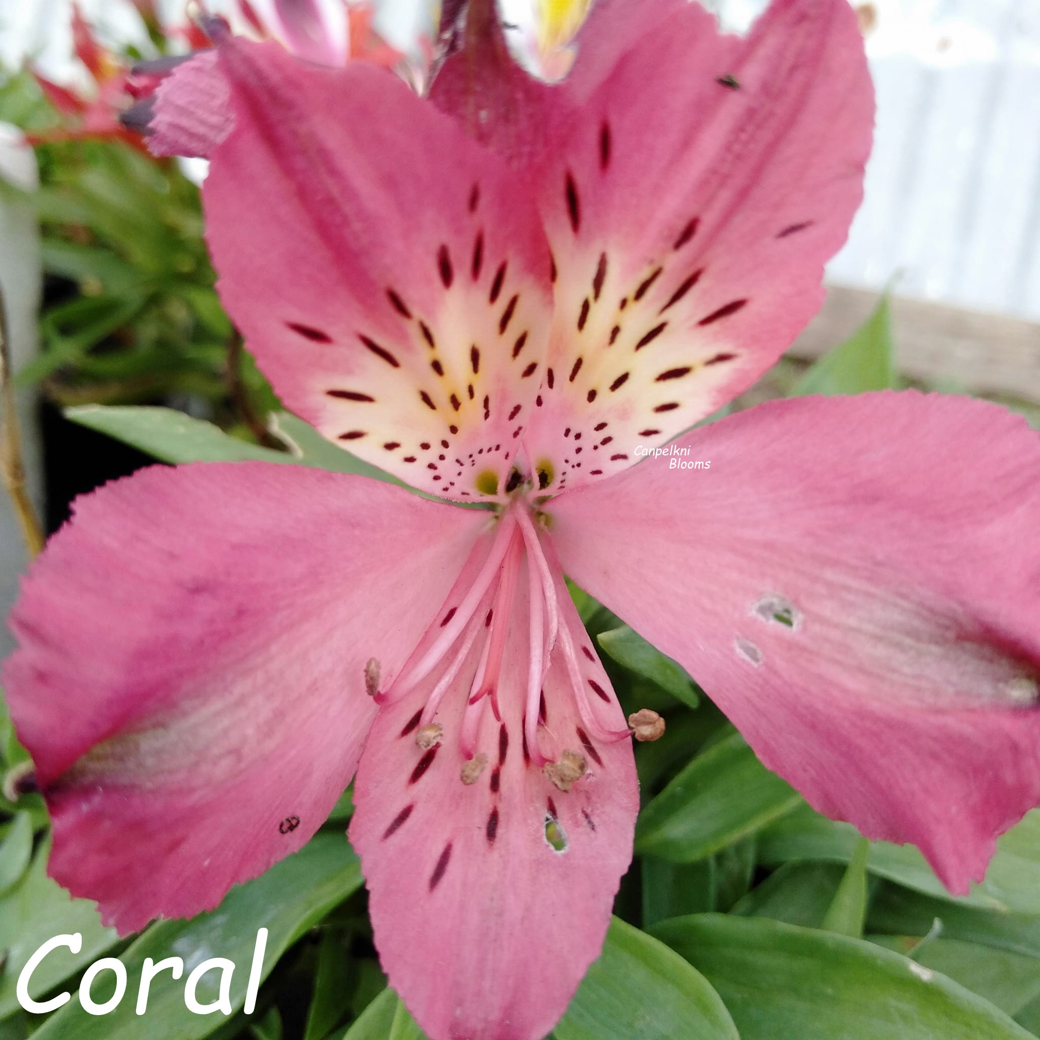 Alstroemeria Coral